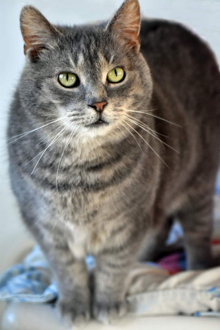 Filene, an adoptable Domestic Short Hair Mix in Iroquois, IL_image-1
