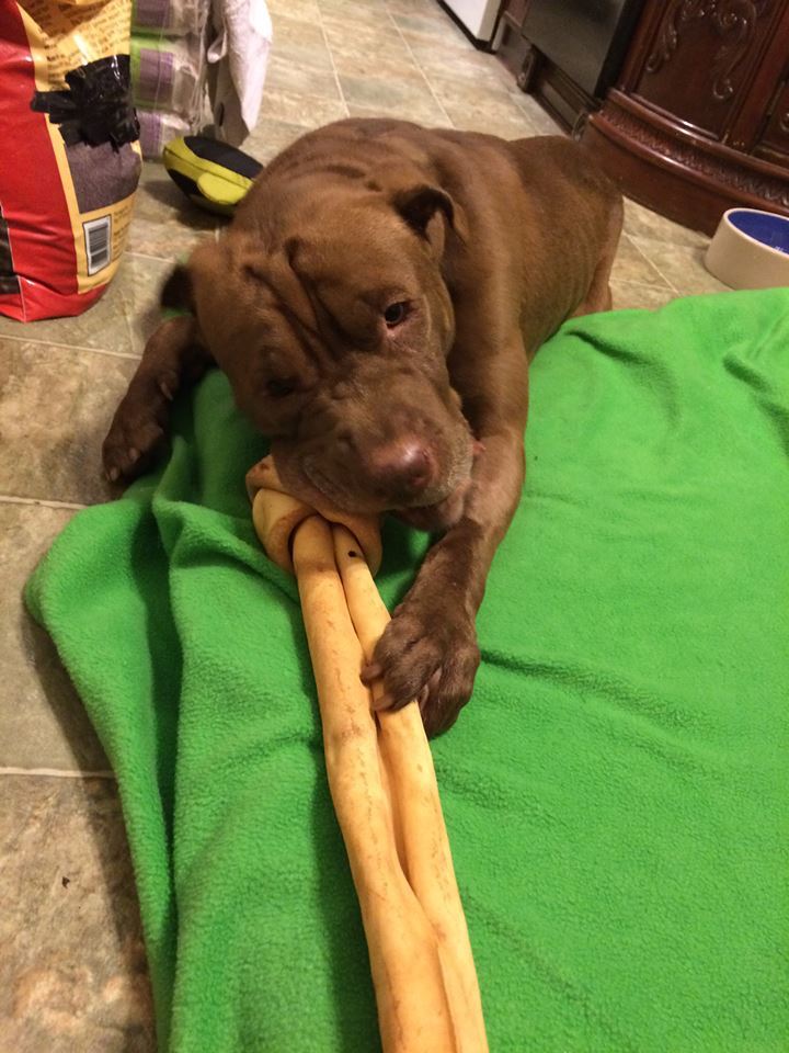 Sonny, an adoptable Shar-Pei, Pit Bull Terrier in Iroquois, IL, 60945 | Photo Image 1