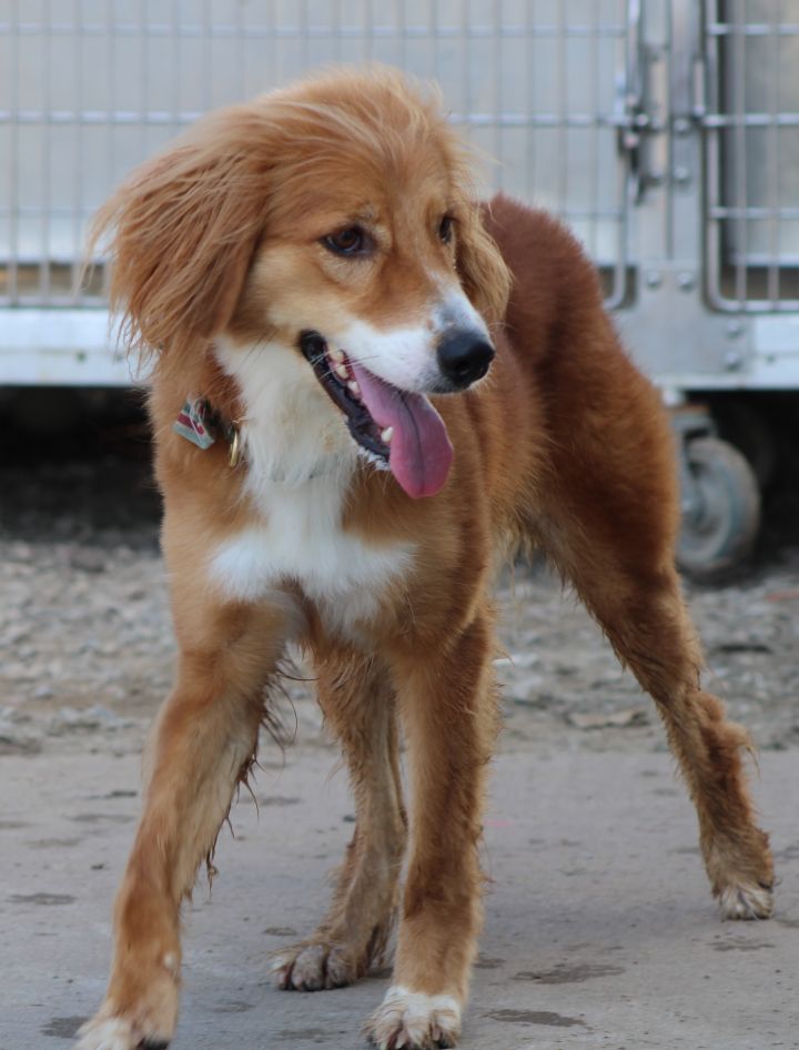 Brinkley 4