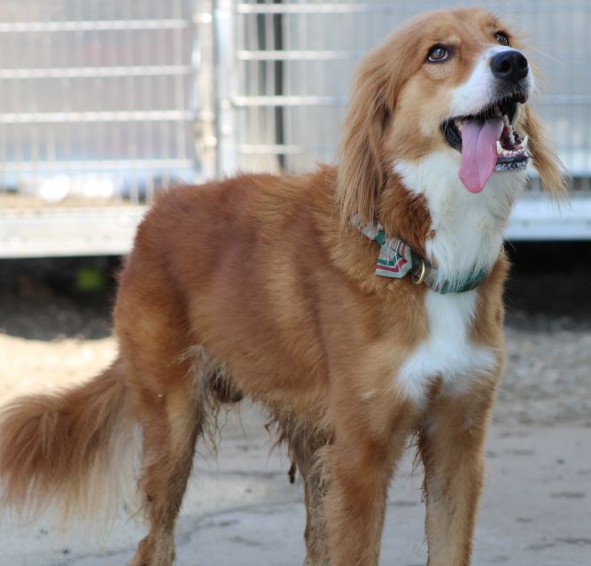 Brinkley