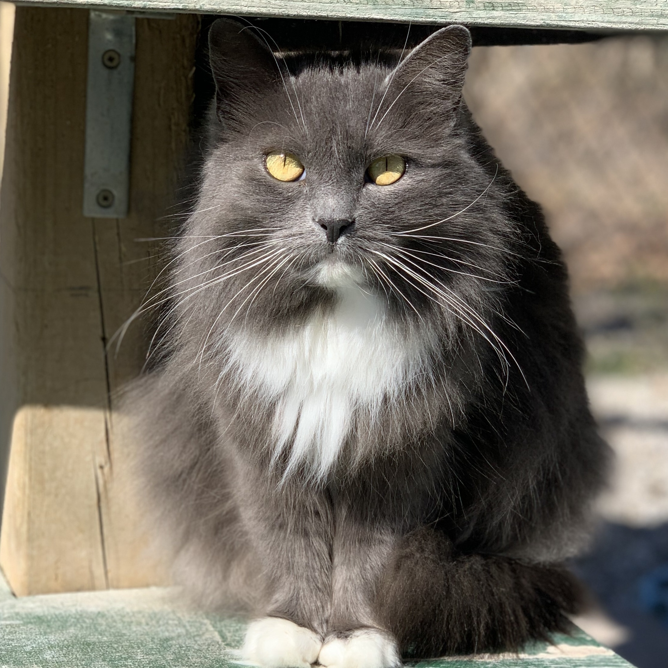 Lucy, an adoptable Domestic Long Hair in Stevensville, ON, L0S 1S0 | Photo Image 1
