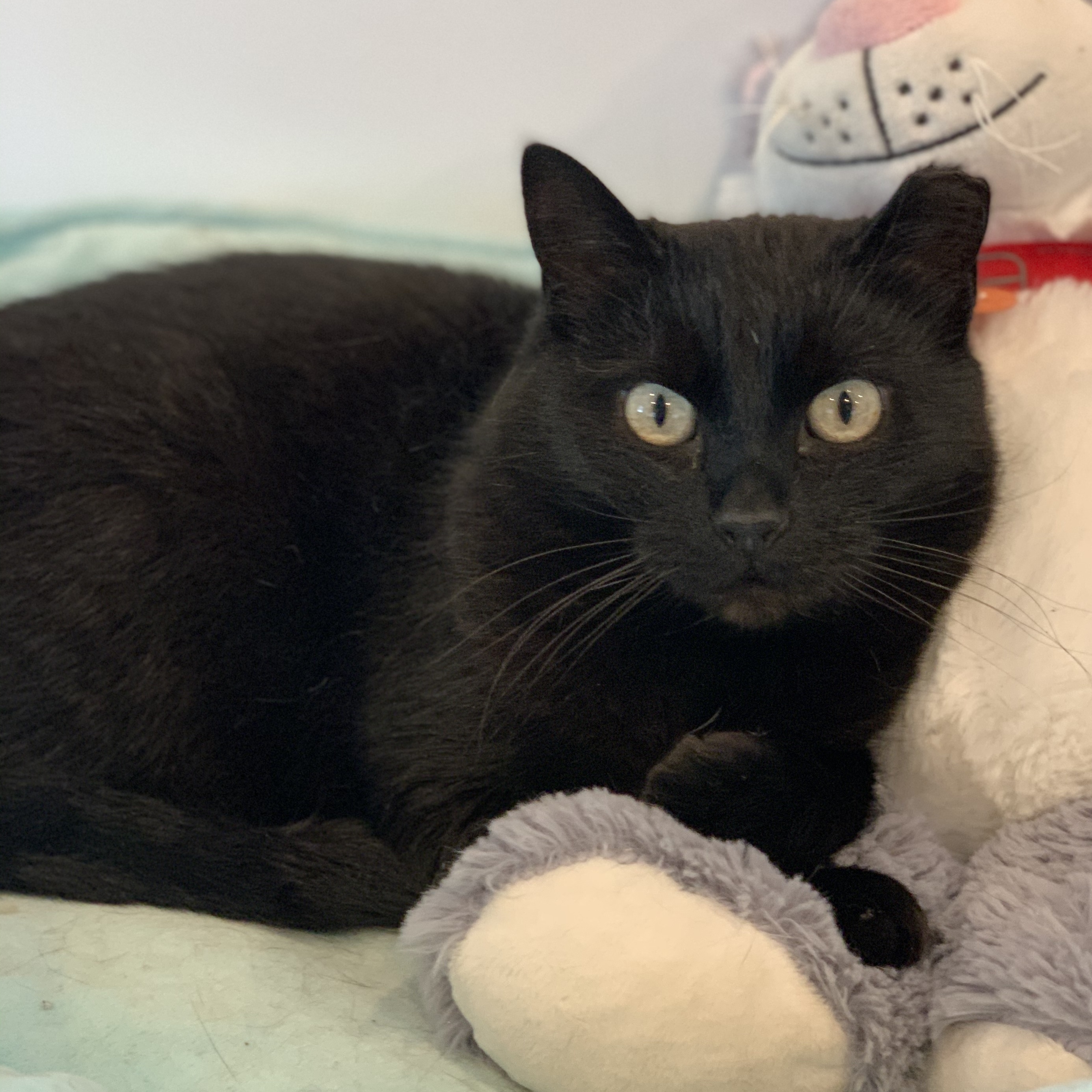 Zena, an adoptable Domestic Short Hair in Stevensville, ON, L0S 1S0 | Photo Image 1