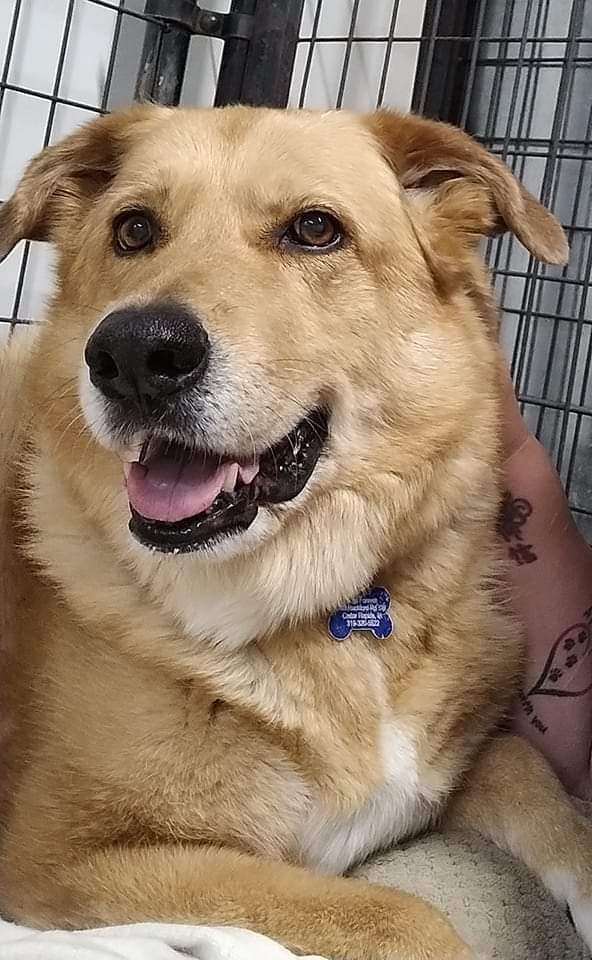 Amber, an adoptable Golden Retriever & German Shepherd Dog Mix in Cedar Rapids, IA_image-1