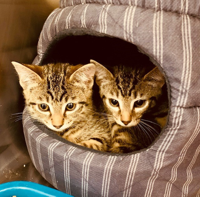 Sora&Riku, an adoptable Domestic Medium Hair in Sierra Vista, AZ