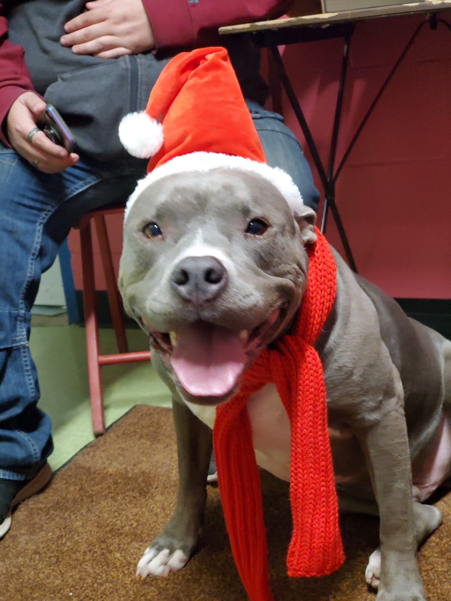 Blue, an adoptable American Bully, American Staffordshire Terrier in New Martinsville, WV, 26155 | Photo Image 2