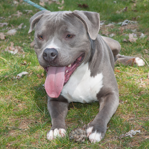 Blue, an adoptable American Bully & American Staffordshire Terrier Mix in New Martinsville, WV_image-2