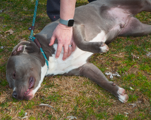 Blue, an adoptable American Bully & American Staffordshire Terrier Mix in New Martinsville, WV_image-3
