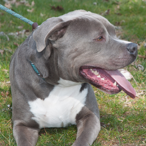Blue, an adoptable American Bully, American Staffordshire Terrier in New Martinsville, WV, 26155 | Photo Image 4
