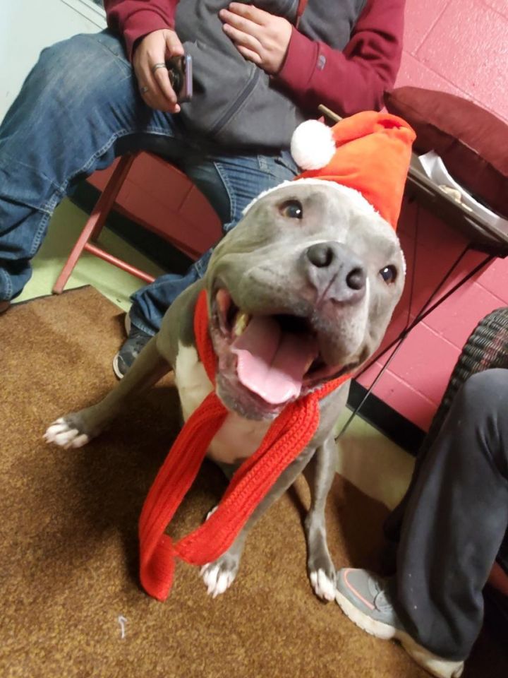 Blue, an adoptable American Bully & American Staffordshire Terrier Mix in New Martinsville, WV_image-5