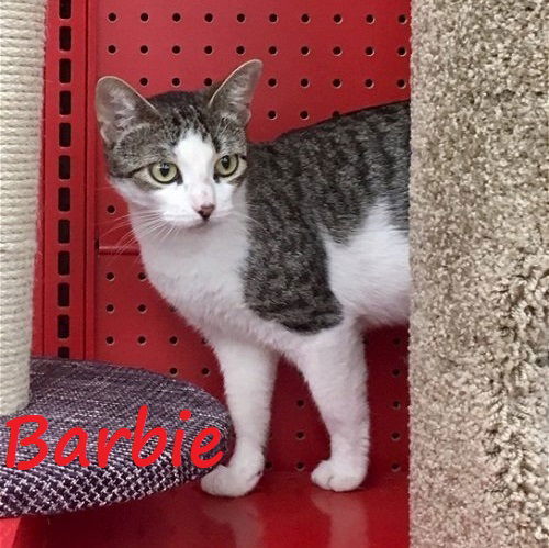 Barbie #New-Years-Day-kitty, an adoptable Tabby, Domestic Short Hair in Houston, TX, 77005 | Photo Image 2