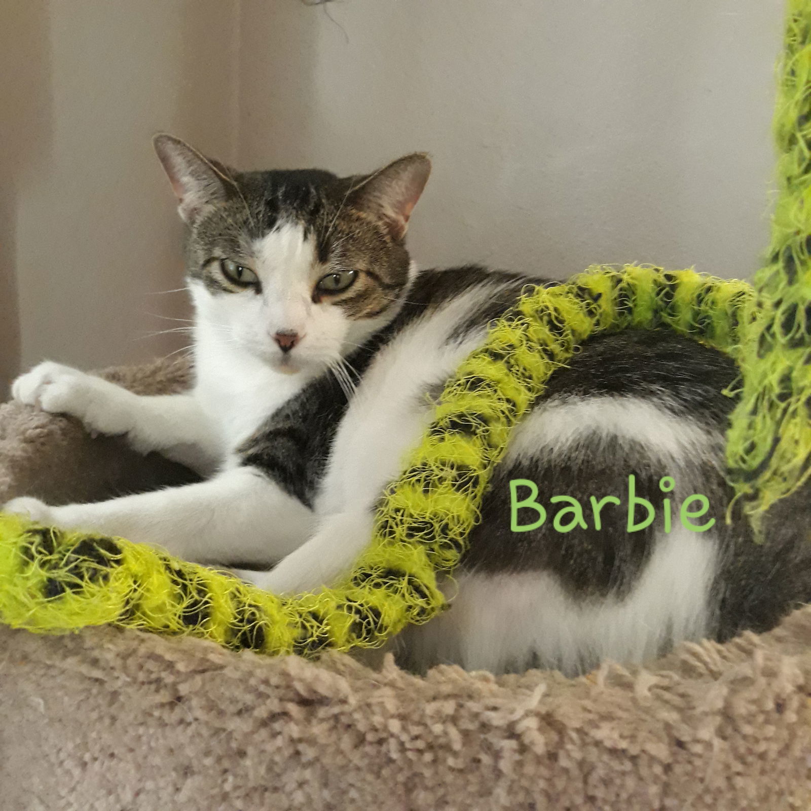 Barbie #New-Years-Day-kitty, an adoptable Tabby, Domestic Short Hair in Houston, TX, 77005 | Photo Image 5