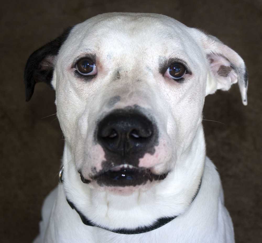 Dog for adoption - Hercules, an American Bulldog Mix in ...