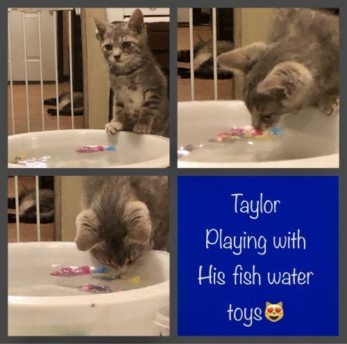 Taylor 2