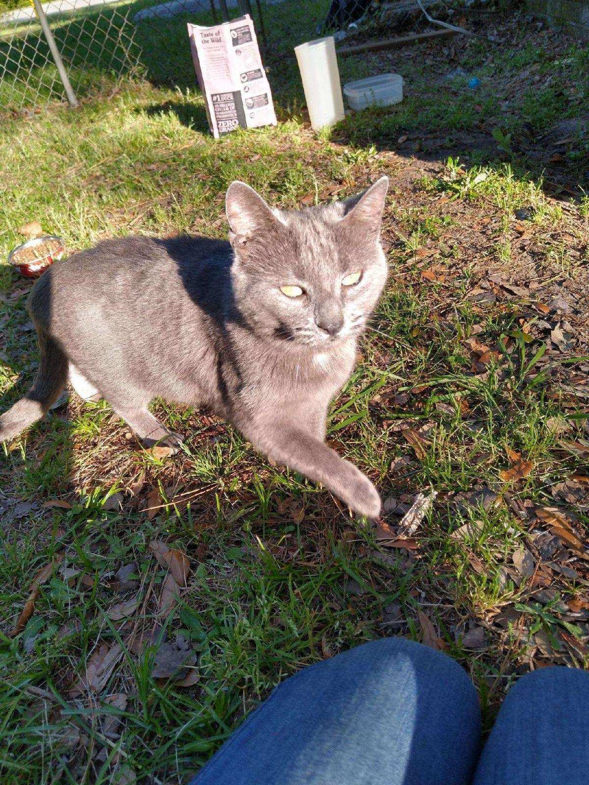 Skye, an adoptable American Shorthair, Domestic Short Hair in Ladson, SC, 29456 | Photo Image 2