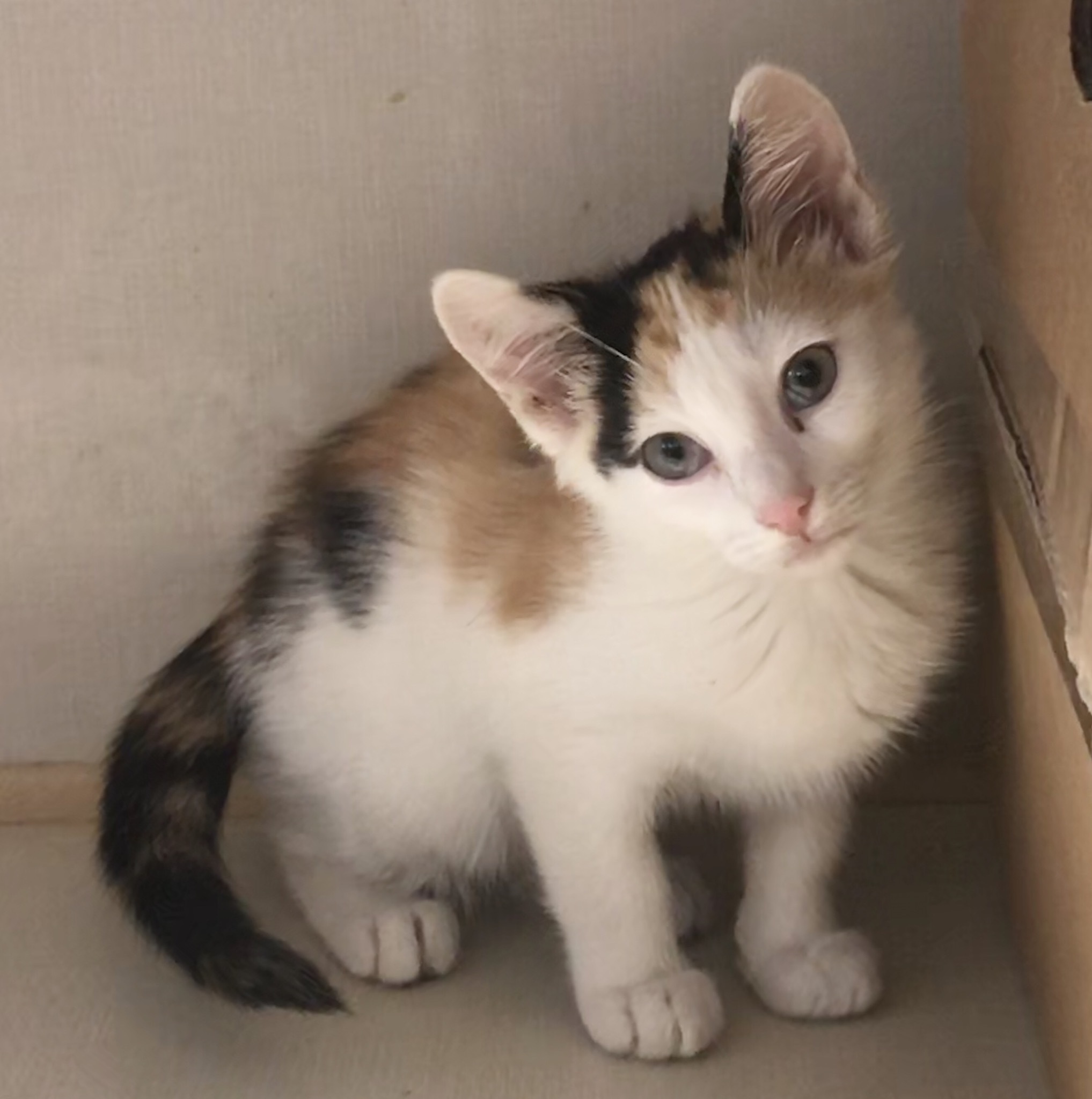 Elsie
