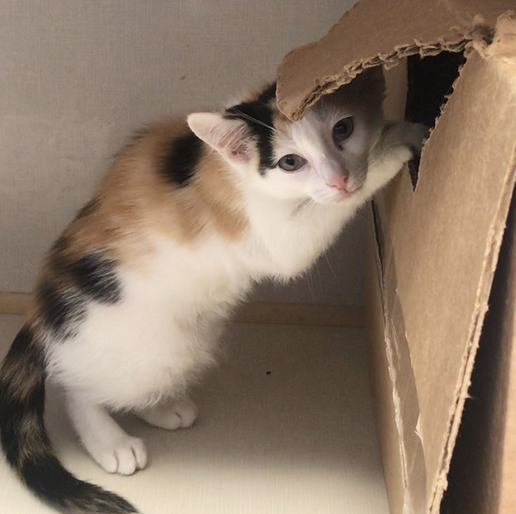 Elsie