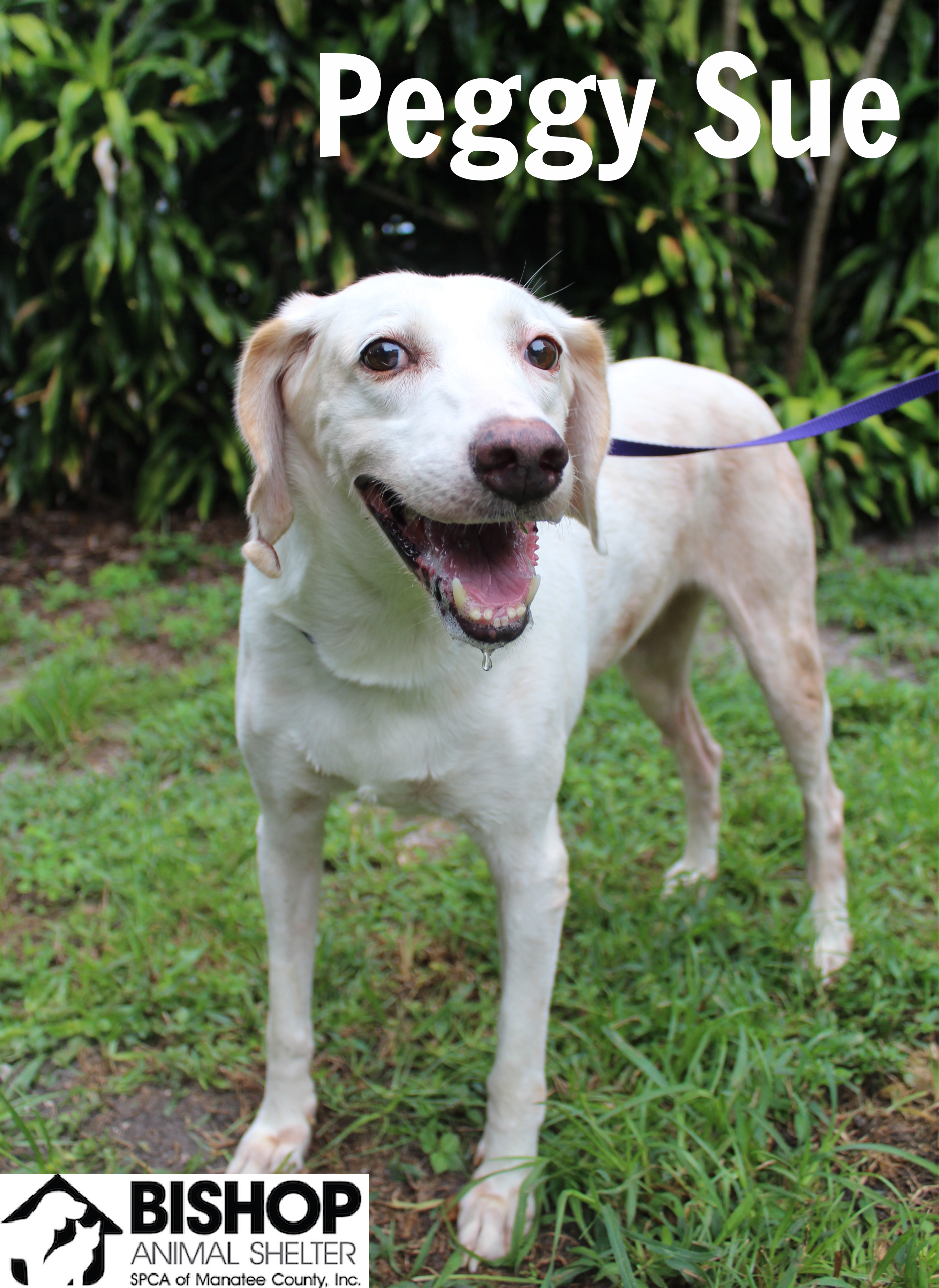 Peggy Sue, an adoptable Mixed Breed in Bradenton, FL, 34209 | Photo Image 2