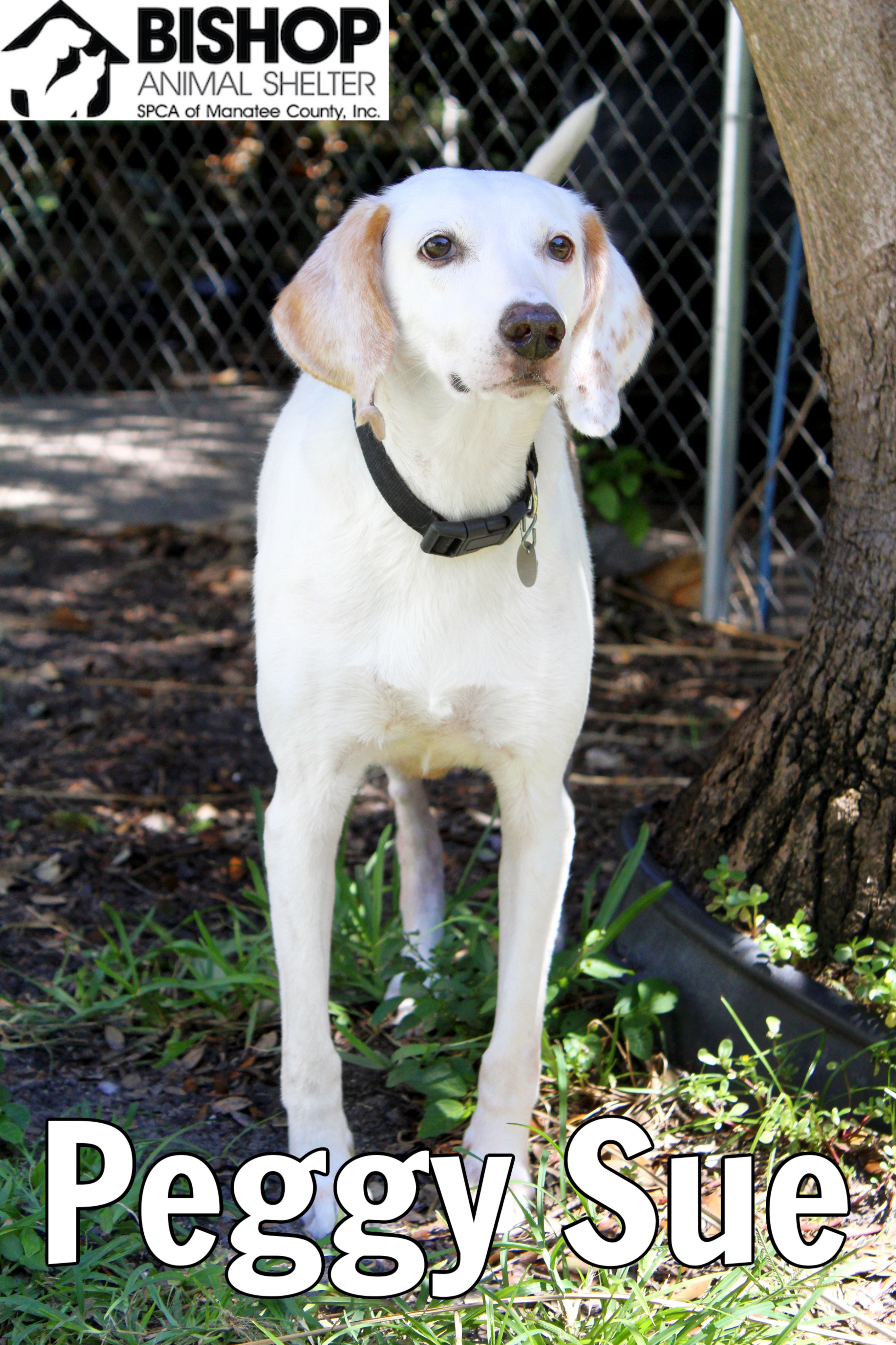 Peggy Sue, an adoptable Mixed Breed in Bradenton, FL, 34209 | Photo Image 1