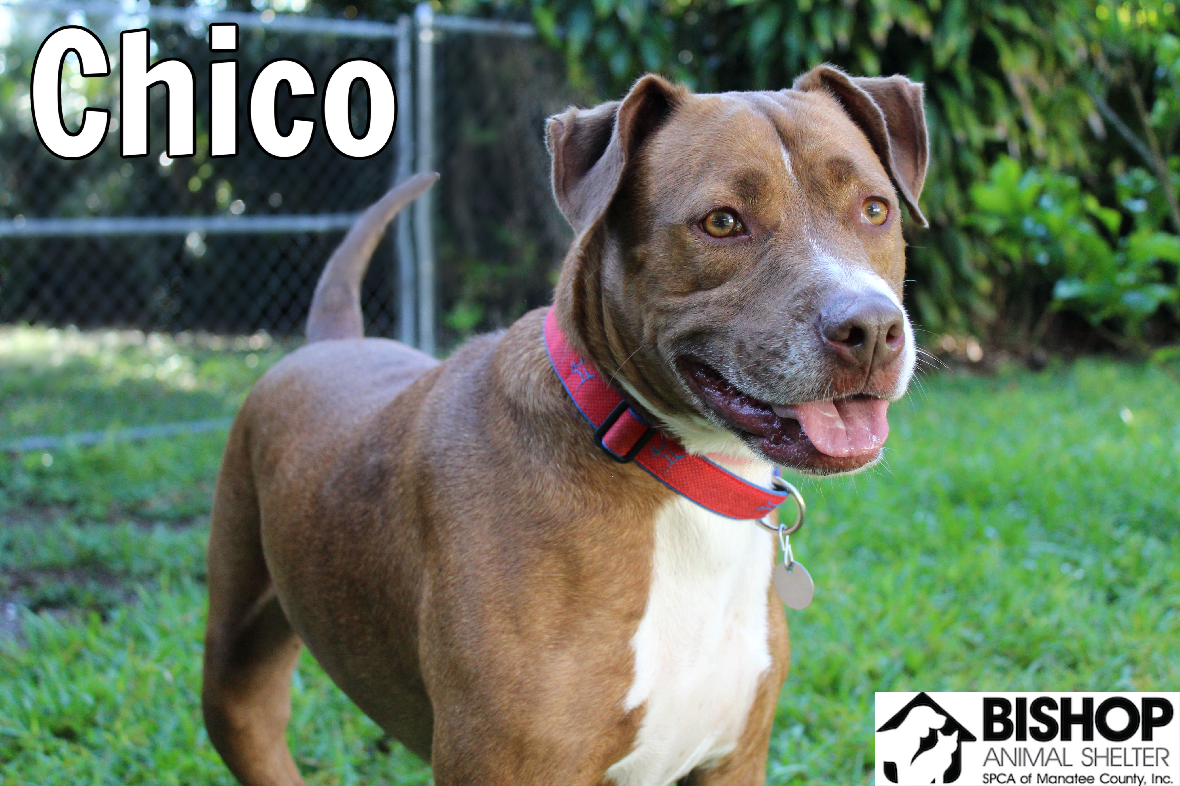 Chico, an adoptable Mixed Breed in Bradenton, FL, 34209 | Photo Image 2