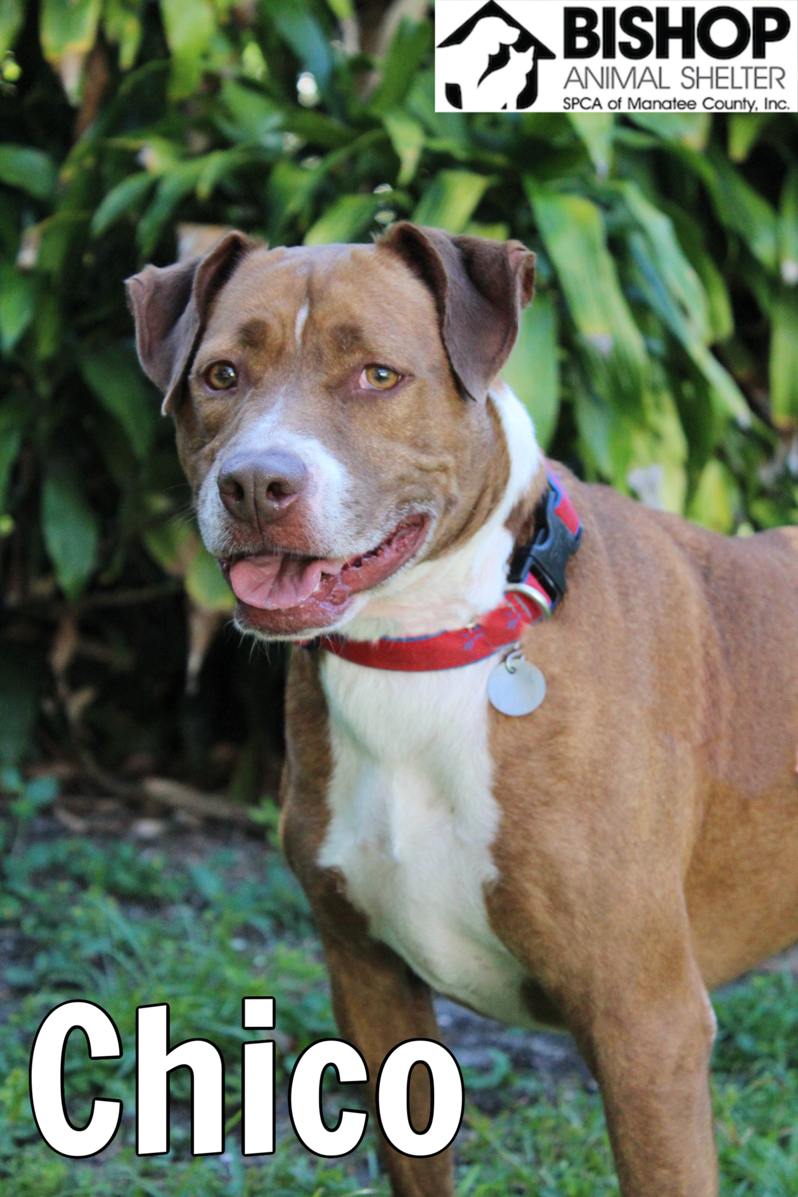 Chico, an adoptable Mixed Breed in Bradenton, FL, 34209 | Photo Image 1