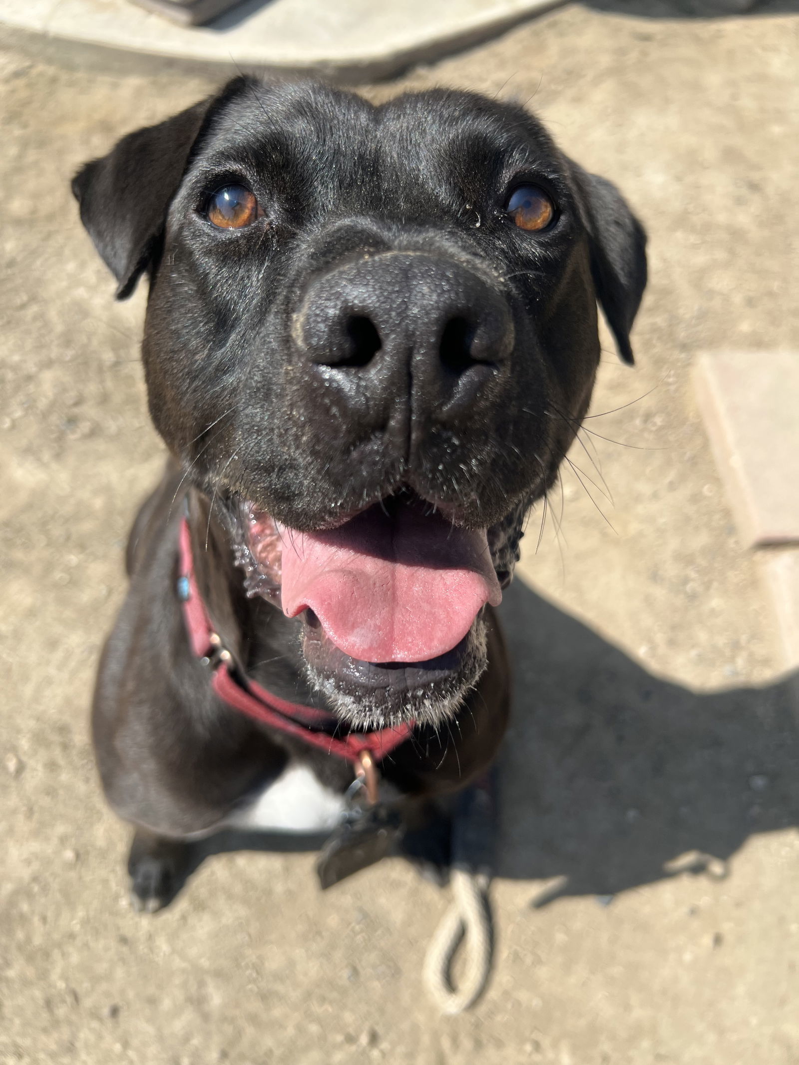 Lincoln, an adoptable Labrador Retriever, Pit Bull Terrier in San Bernardino, CA, 92407 | Photo Image 1