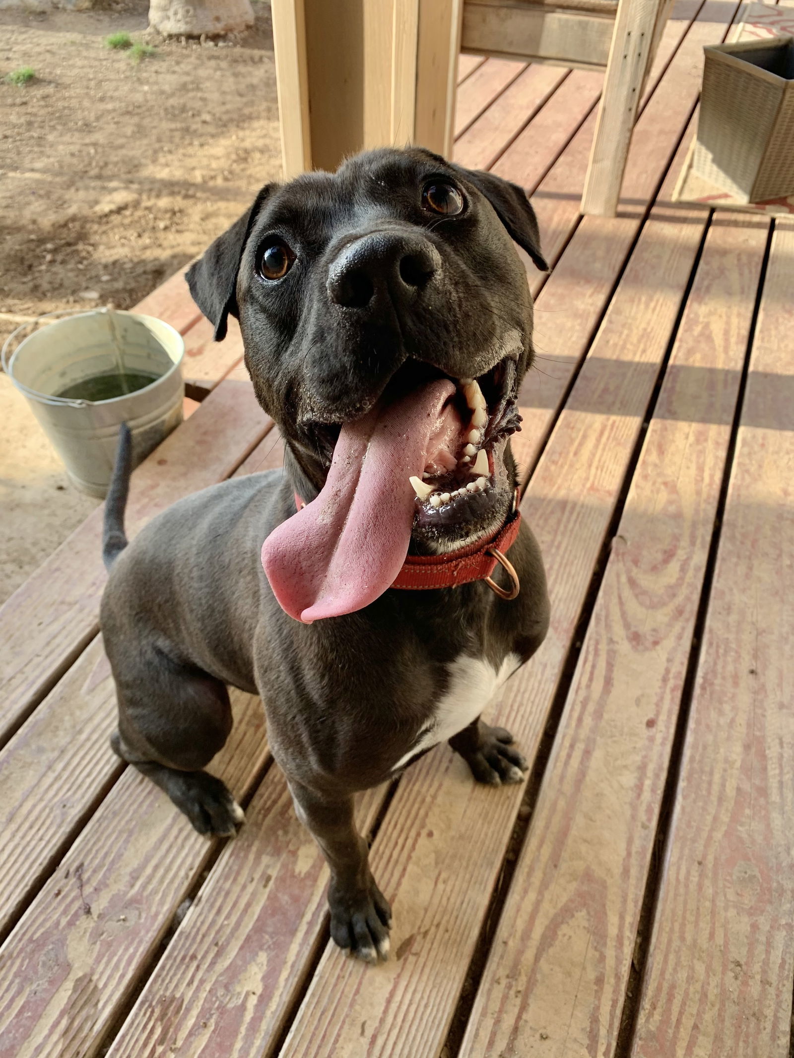 Lincoln, an adoptable Labrador Retriever, Pit Bull Terrier in San Bernardino, CA, 92407 | Photo Image 2