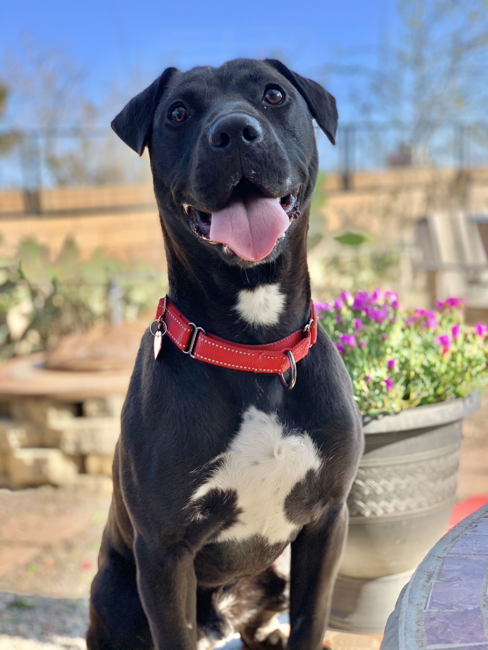 Lincoln, an adoptable Labrador Retriever, Pit Bull Terrier in San Bernardino, CA, 92407 | Photo Image 3