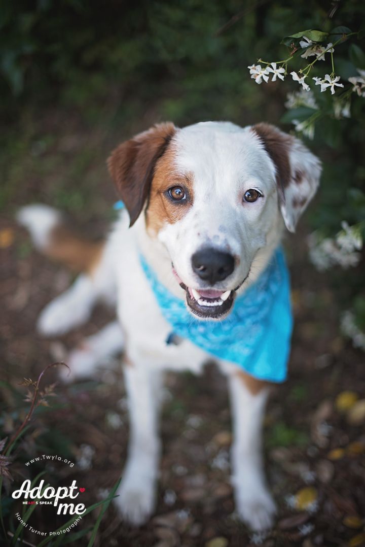 Chandler, an adopted Border Collie & Labrador Retriever Mix in Kingwood, TX_image-2
