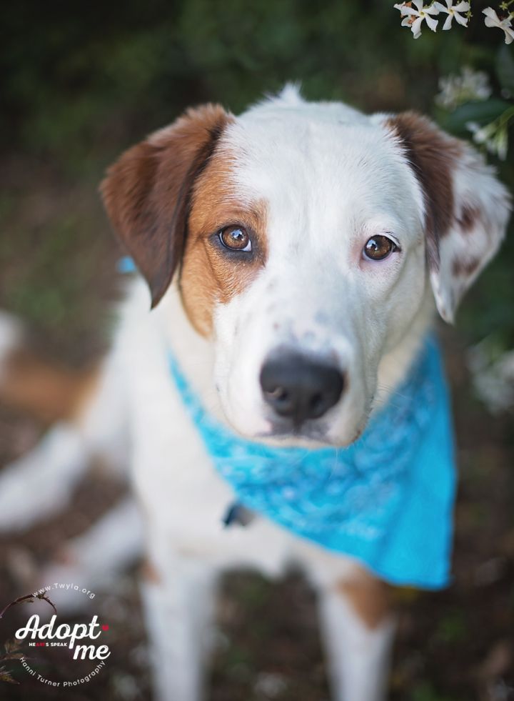 Chandler, an adopted Border Collie & Labrador Retriever Mix in Kingwood, TX_image-3