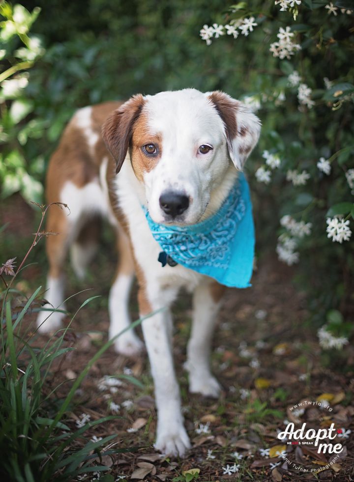 Chandler, an adopted Border Collie & Labrador Retriever Mix in Kingwood, TX_image-1