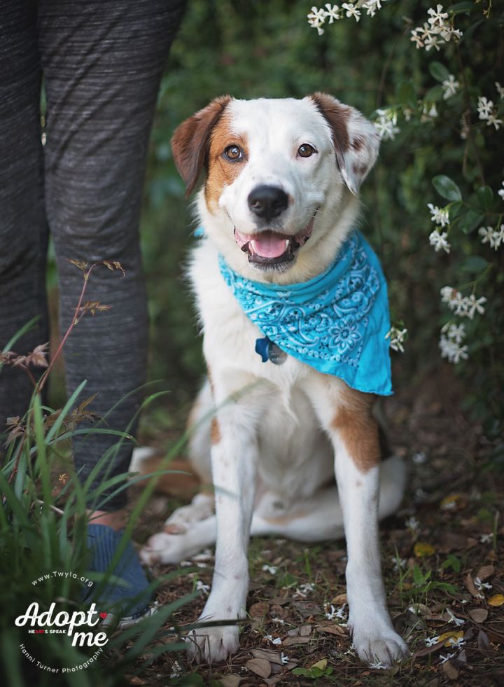 Chandler, an adopted Border Collie & Labrador Retriever Mix in Kingwood, TX_image-6