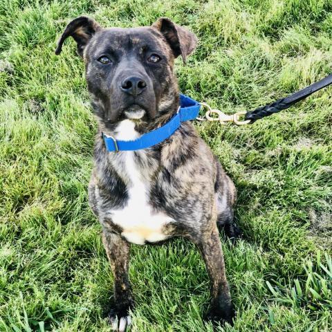 Carter 10249, an adoptable Plott Hound, Pit Bull Terrier in Cumming, GA, 30040 | Photo Image 1