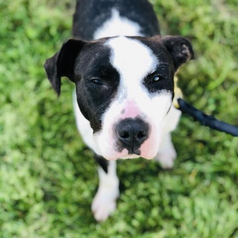 Rory 10365, an adoptable Hound, Pit Bull Terrier in Cumming, GA, 30040 | Photo Image 1