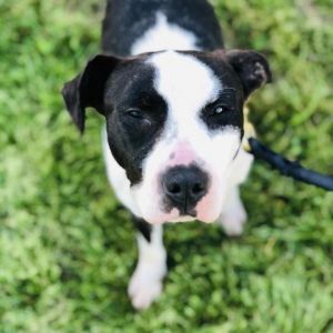 Rory 10365, Adult Female Hound