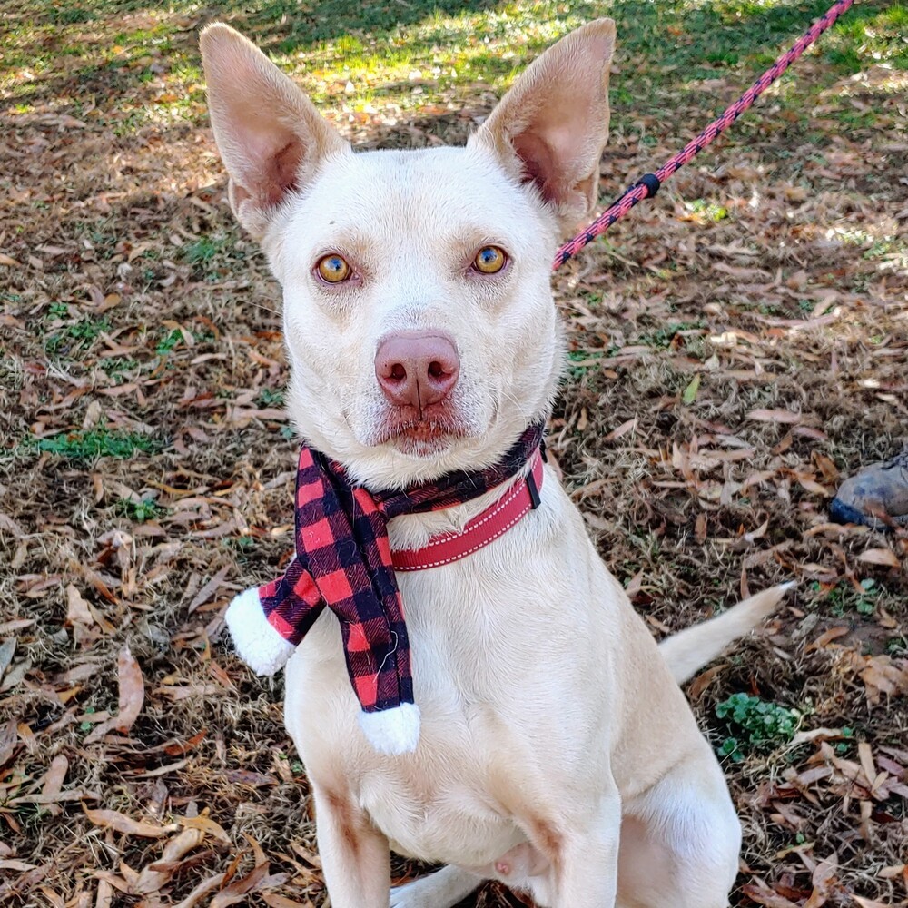 Rowdy, an adoptable Siberian Husky, Pit Bull Terrier in Snow Camp, NC, 27349 | Photo Image 1