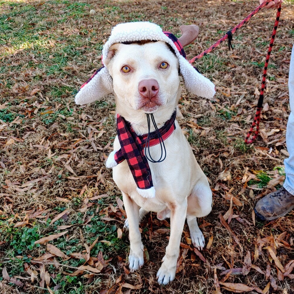 Rowdy, an adoptable Siberian Husky, Pit Bull Terrier in Snow Camp, NC, 27349 | Photo Image 2