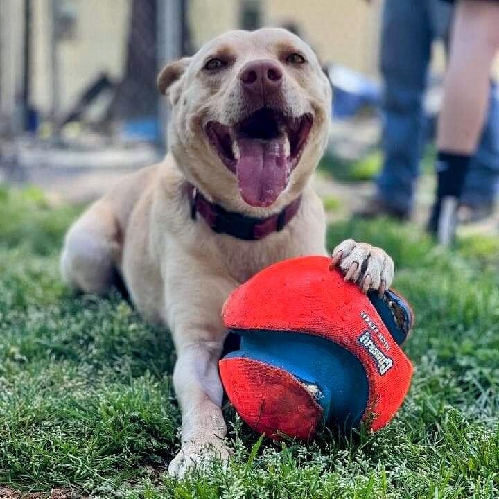 Rowdy, an adoptable Siberian Husky, Pit Bull Terrier in Snow Camp, NC, 27349 | Photo Image 3