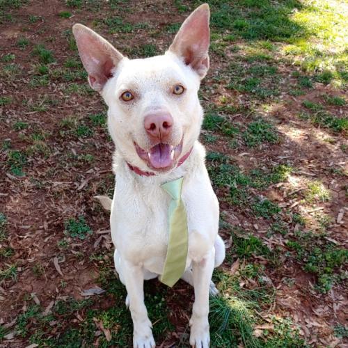 Rowdy, an adoptable Siberian Husky, Pit Bull Terrier in Snow Camp, NC, 27349 | Photo Image 4