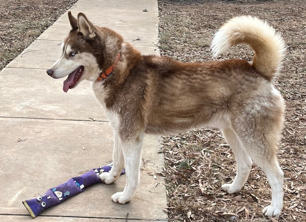 JJ, an adoptable Siberian Husky in Snow Camp, NC, 27349 | Photo Image 1