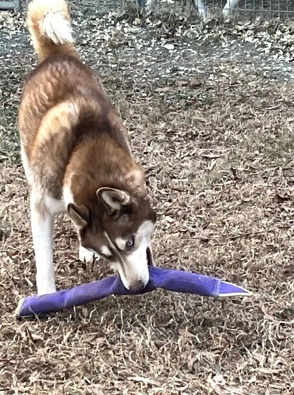 JJ, an adoptable Siberian Husky in Snow Camp, NC, 27349 | Photo Image 2