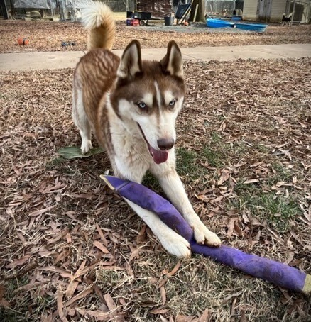 JJ, an adoptable Siberian Husky in Snow Camp, NC, 27349 | Photo Image 3