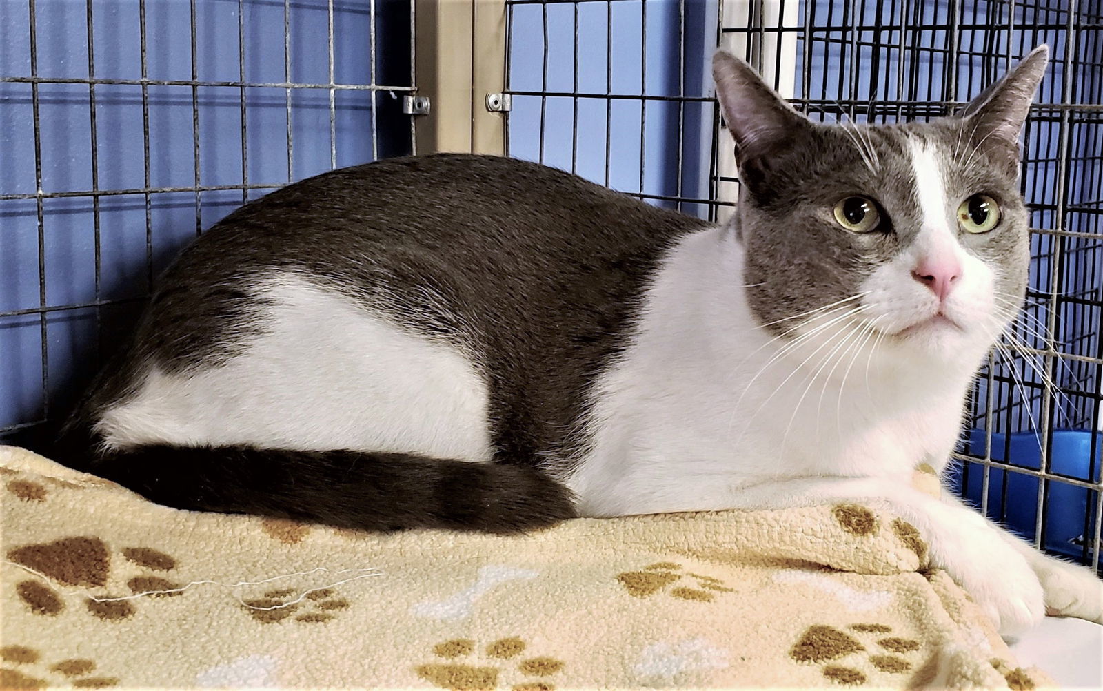 Ben, an adoptable Domestic Short Hair in Seal Beach, CA, 90740 | Photo Image 2