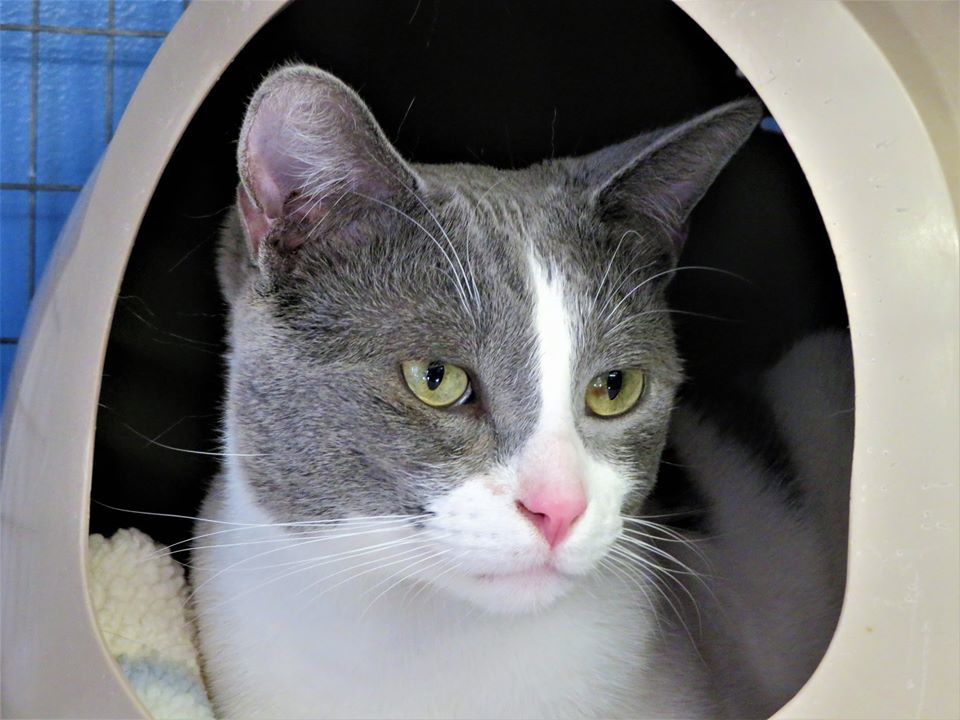 Ben, an adoptable Domestic Short Hair in Seal Beach, CA, 90740 | Photo Image 3