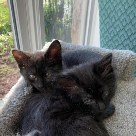 Cumulus, an adoptable Domestic Medium Hair in Cumming, GA, 30040 | Photo Image 1