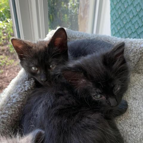 Cirrus, an adoptable Domestic Medium Hair in Cumming, GA, 30040 | Photo Image 1