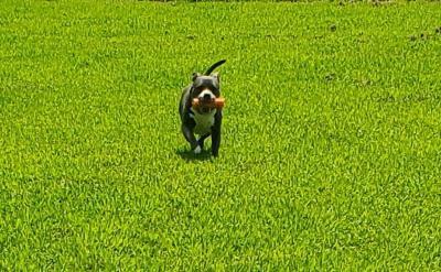 Medusa, an adoptable Staffordshire Bull Terrier & American Staffordshire Terrier Mix in Gillsville, GA_image-2