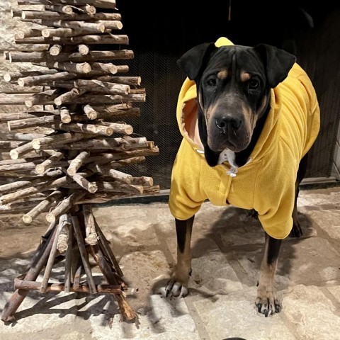 Goku, an adoptable Shar-Pei, Rottweiler in Dallas, TX, 75201 | Photo Image 1