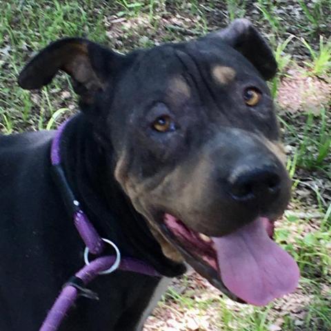Goku, an adoptable Shar-Pei, Rottweiler in Dallas, TX, 75201 | Photo Image 2