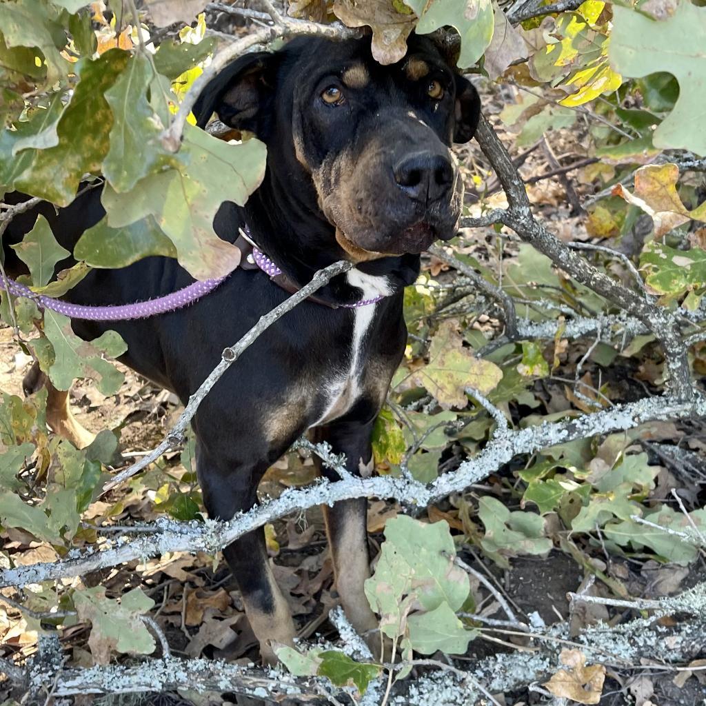 Goku, an adoptable Shar-Pei, Rottweiler in Dallas, TX, 75201 | Photo Image 2