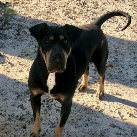 Goku, an adoptable Shar-Pei, Rottweiler in Dallas, TX, 75201 | Photo Image 3